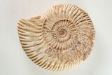 Jurassic Ammonite (Perisphinctes) Fossil - Madagascar #203943-1